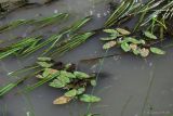 Potamogeton natans