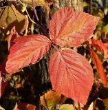 Rubus caesius. Лист в осенней окраске. Чувашия, окрестности г. Шумерля, пойма р. Сура, Дачная бокалда. 22 октября 2008 г.