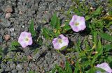 Convolvulus arvensis