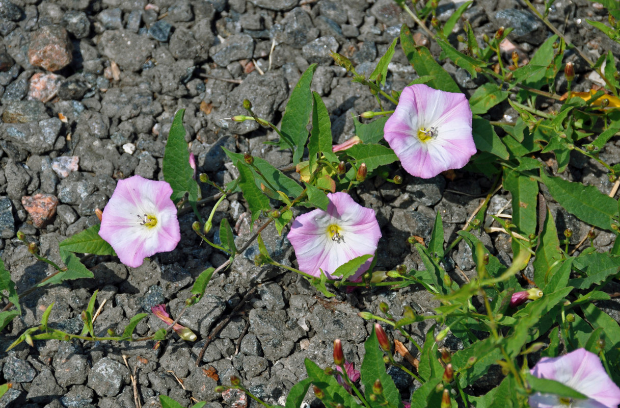 Изображение особи Convolvulus arvensis.