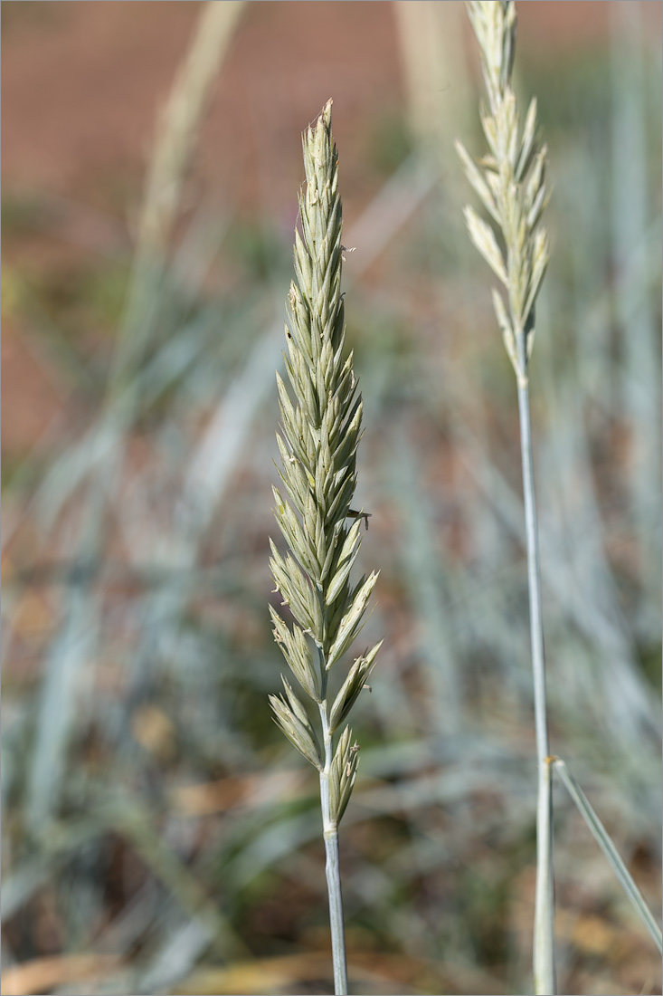 Image of Leymus arenarius specimen.