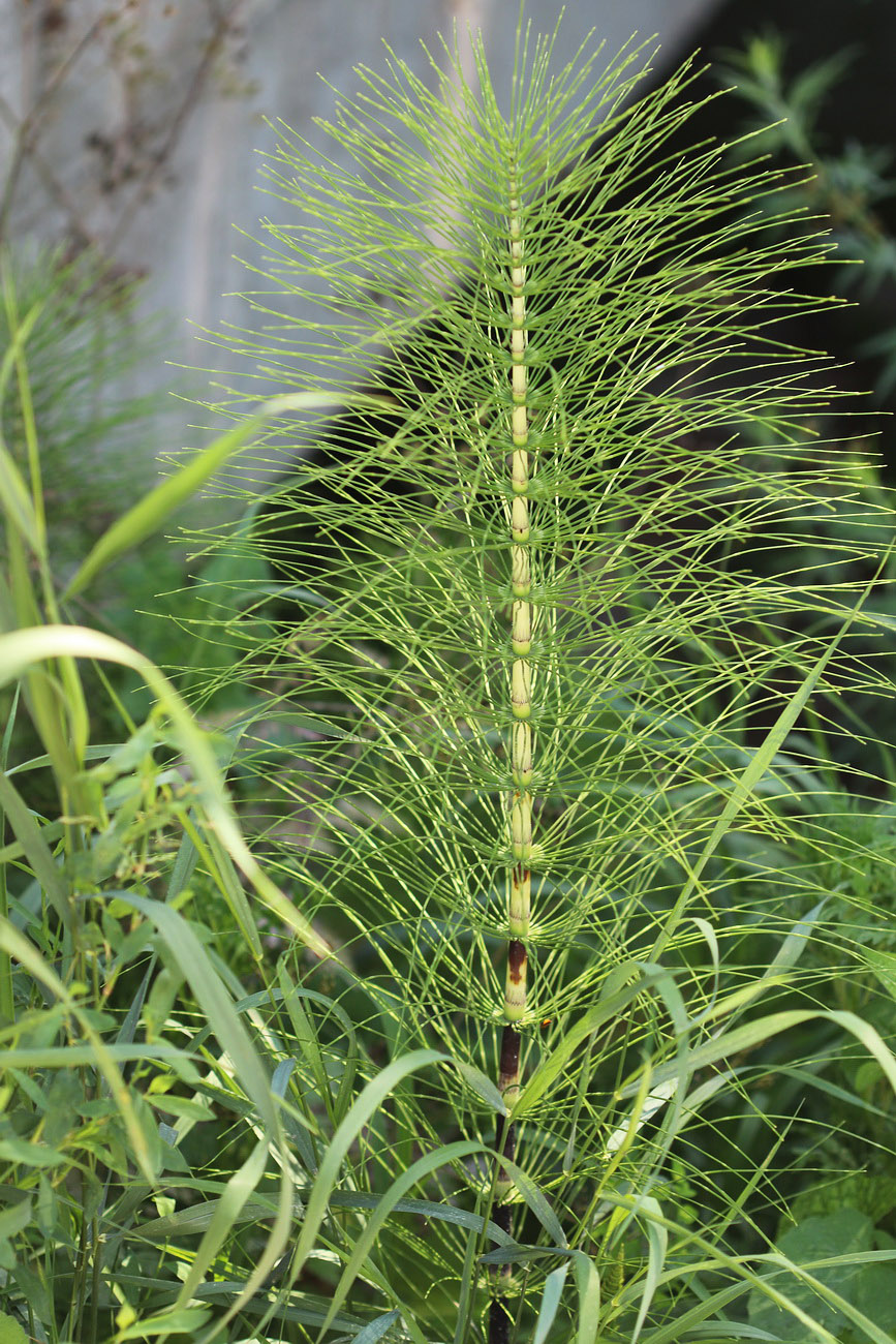 Изображение особи Equisetum telmateia.