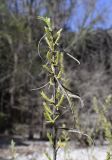 Salix eleagnos. Верхушка побега с соцветиями и прошлогодними сухими листьями. Испания, Каталония, пров. Жирона, комарка Ла-Гарроча, муниципалитет Салес-де-Льерка, русло р. Сант-Аниоль. 21.03.2021.