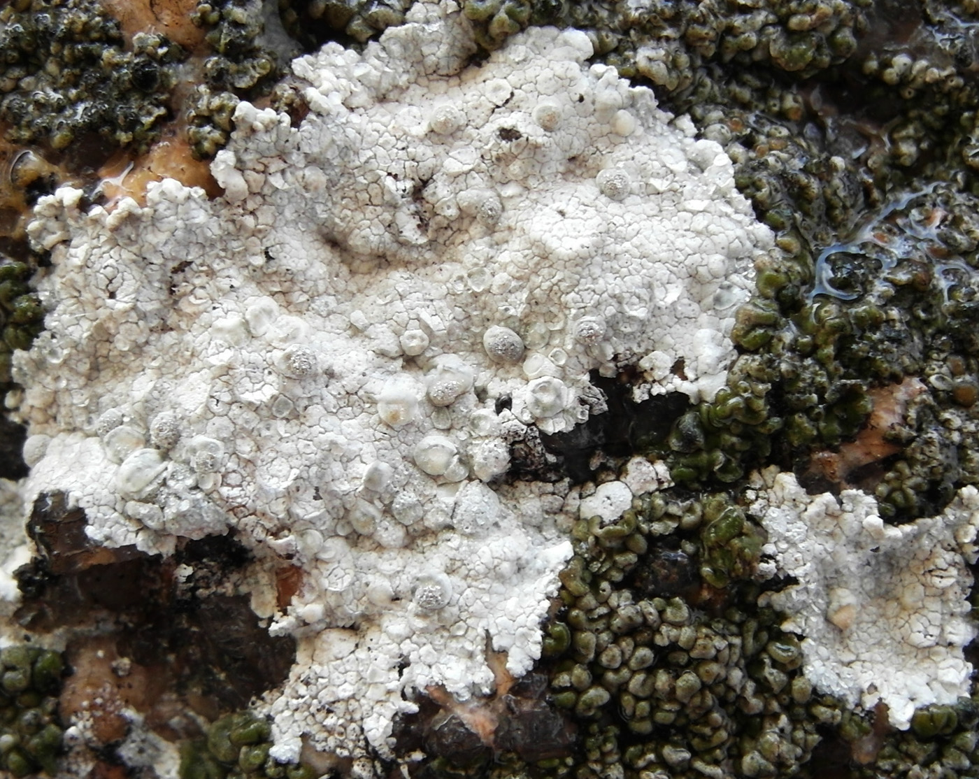 Изображение особи Lecanora rupicola.