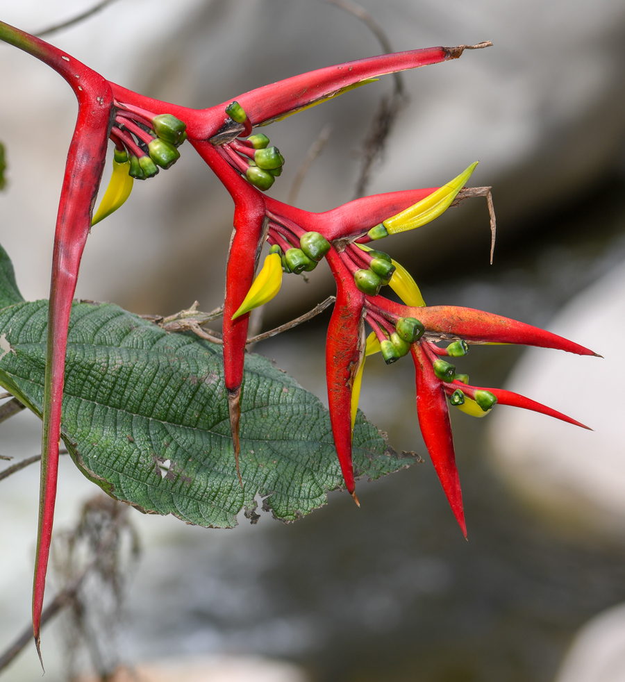 Изображение особи Heliconia subulata.