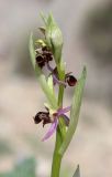 Ophrys × aghemanii. Соцветие (гибрид Ophrys mammosa subsp. caucasica Woronow ex Grossh. и Ophrys oestrifera M. Bieb.). Краснодарский край, м/о город-курорт Анапа, окр. с. Большой Утриш, можжевеловый лес. 3 мая 2021 г.