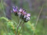 Saussurea alpina. Верхушки побегов с соцветиями. Мурманская обл., Кандалакшский р-н, Княжегубское вдхр., берег оз. Нотозеро, опушка хвойного леса. 22.07.2020.