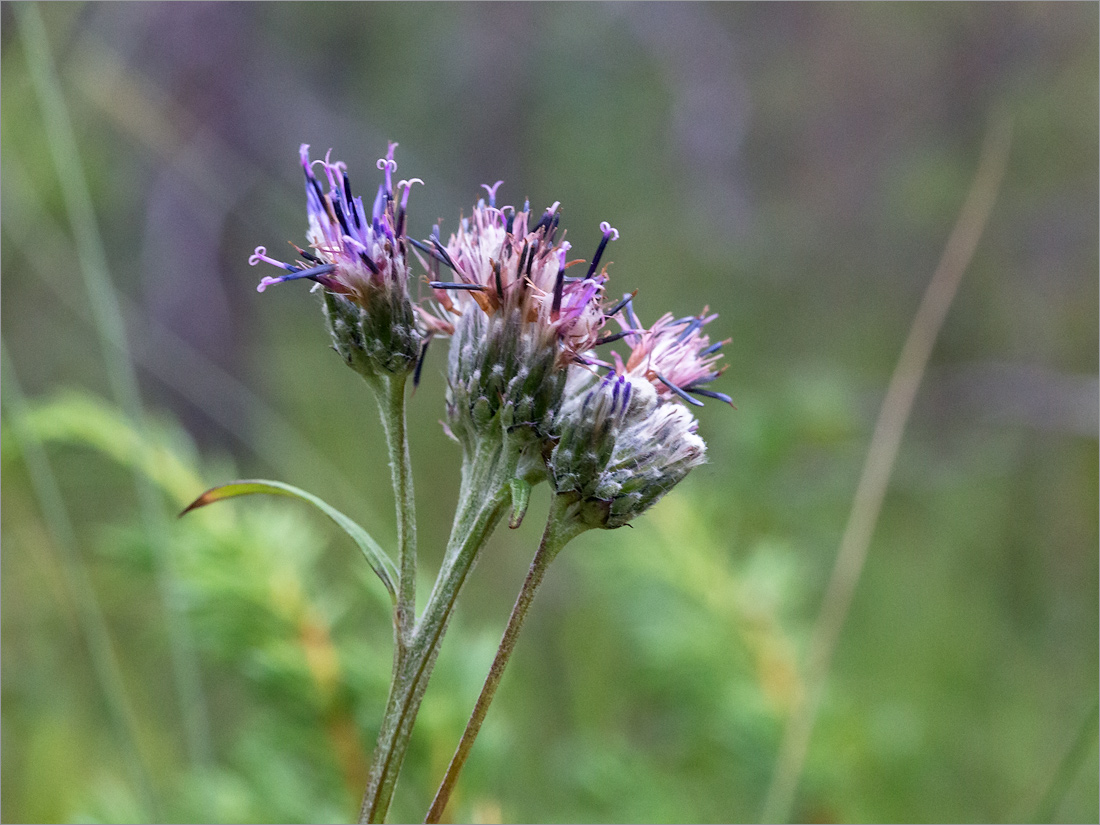 Изображение особи Saussurea alpina.