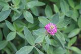 Trifolium medium