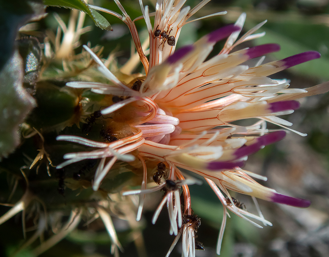 Изображение особи Centaurea raphanina ssp. mixta.