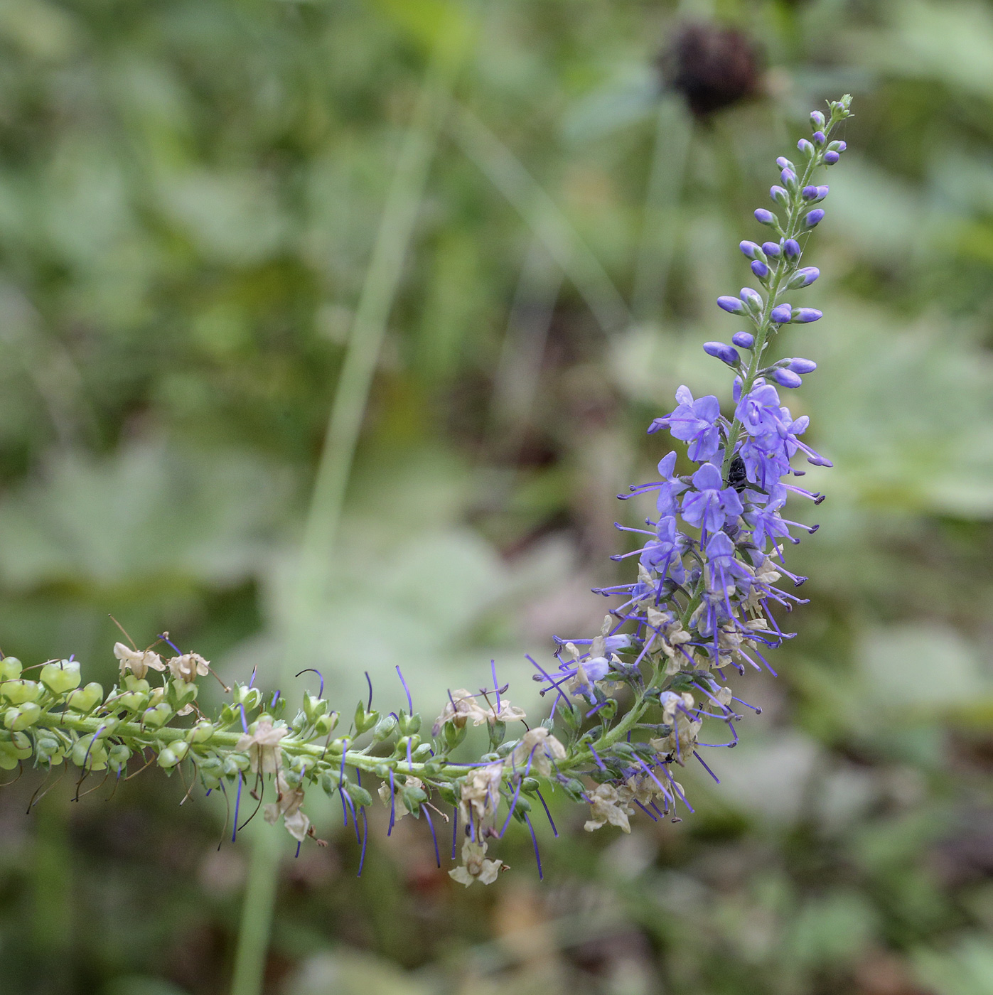 Image of Veronica longifolia specimen.