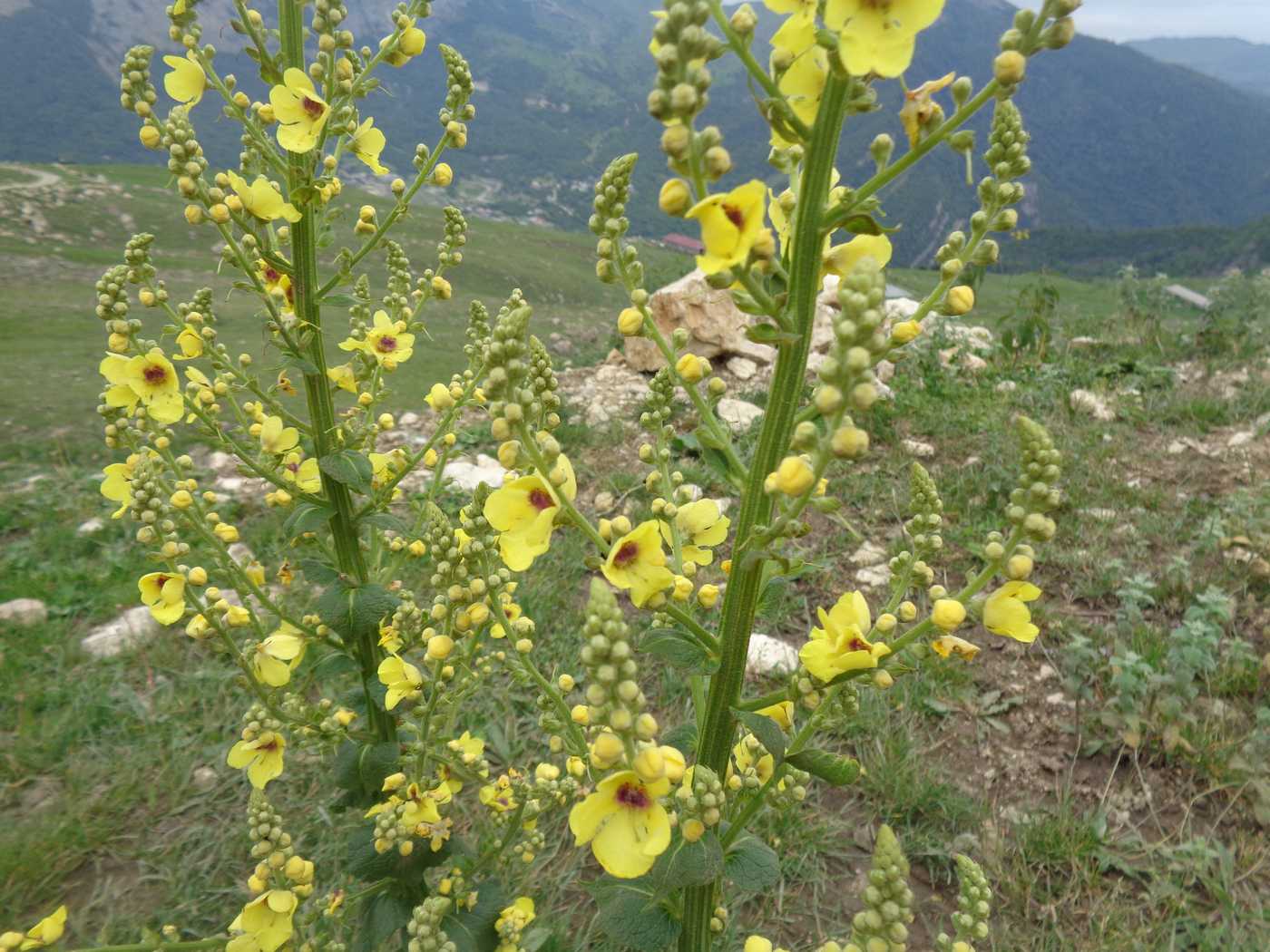 Изображение особи Verbascum pyramidatum.