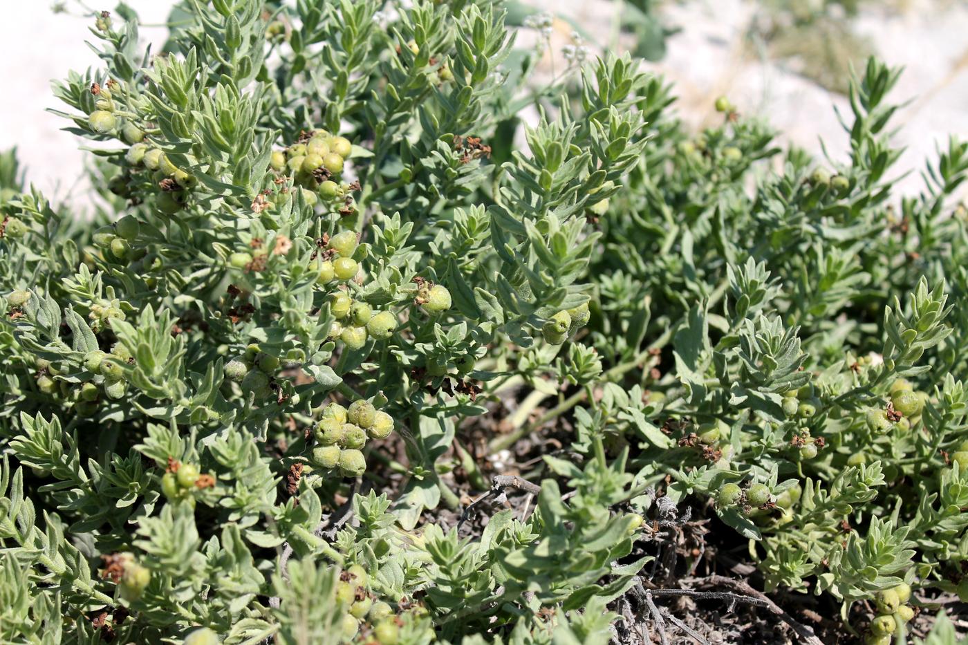 Image of Argusia sibirica specimen.