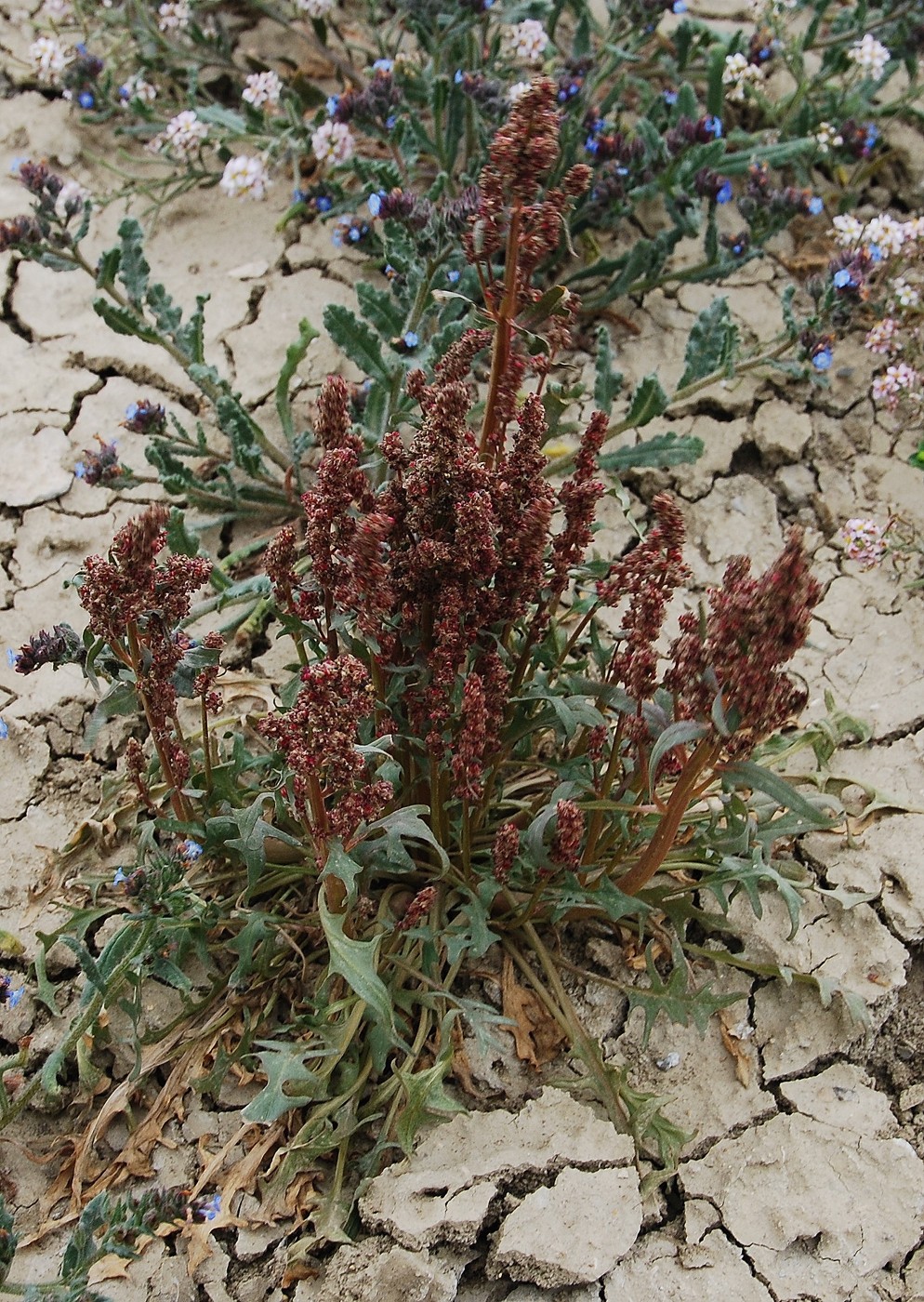 Image of Spinacia tetrandra specimen.