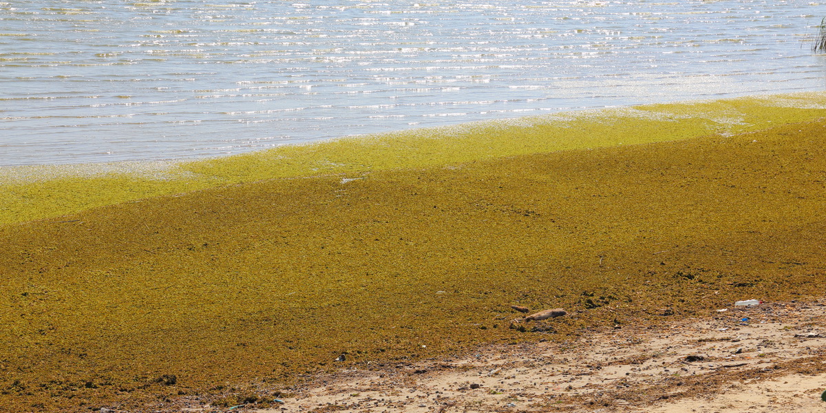 Image of Salvinia natans specimen.