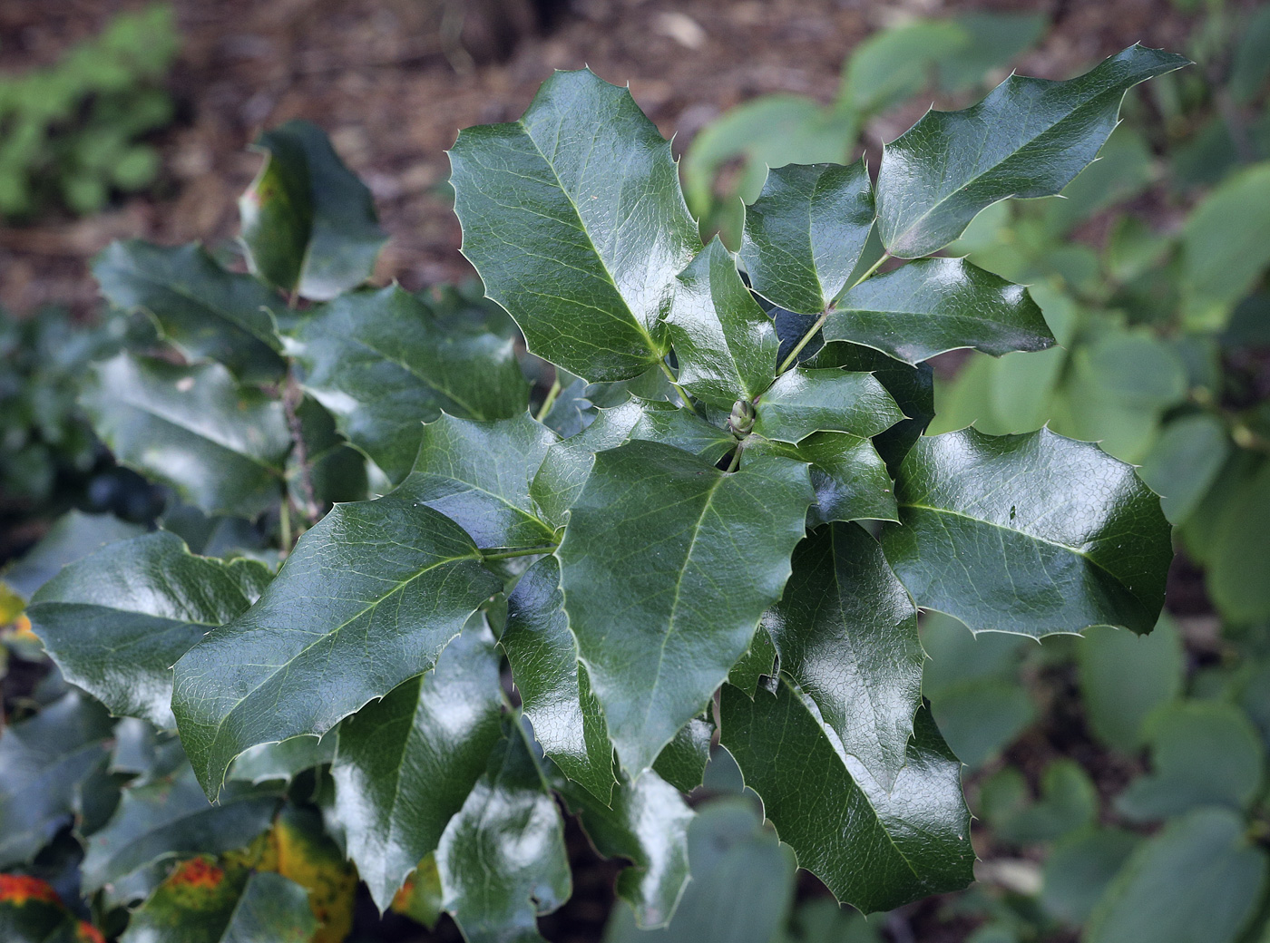 Изображение особи Mahonia aquifolium.