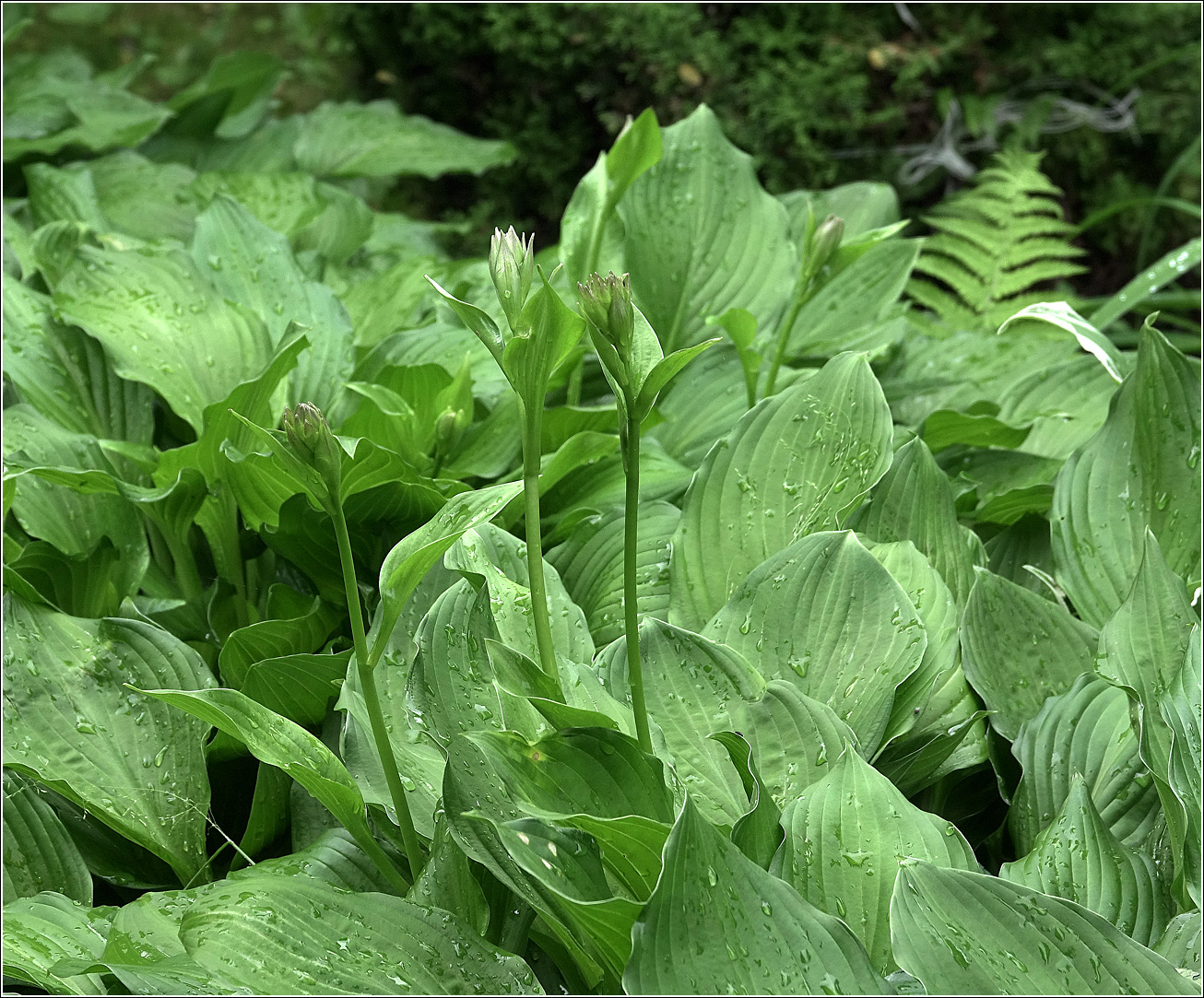 Изображение особи Hosta albomarginata.