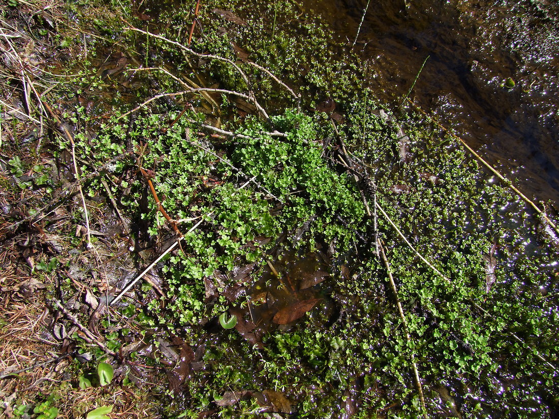 Image of Saxifraga radiata specimen.
