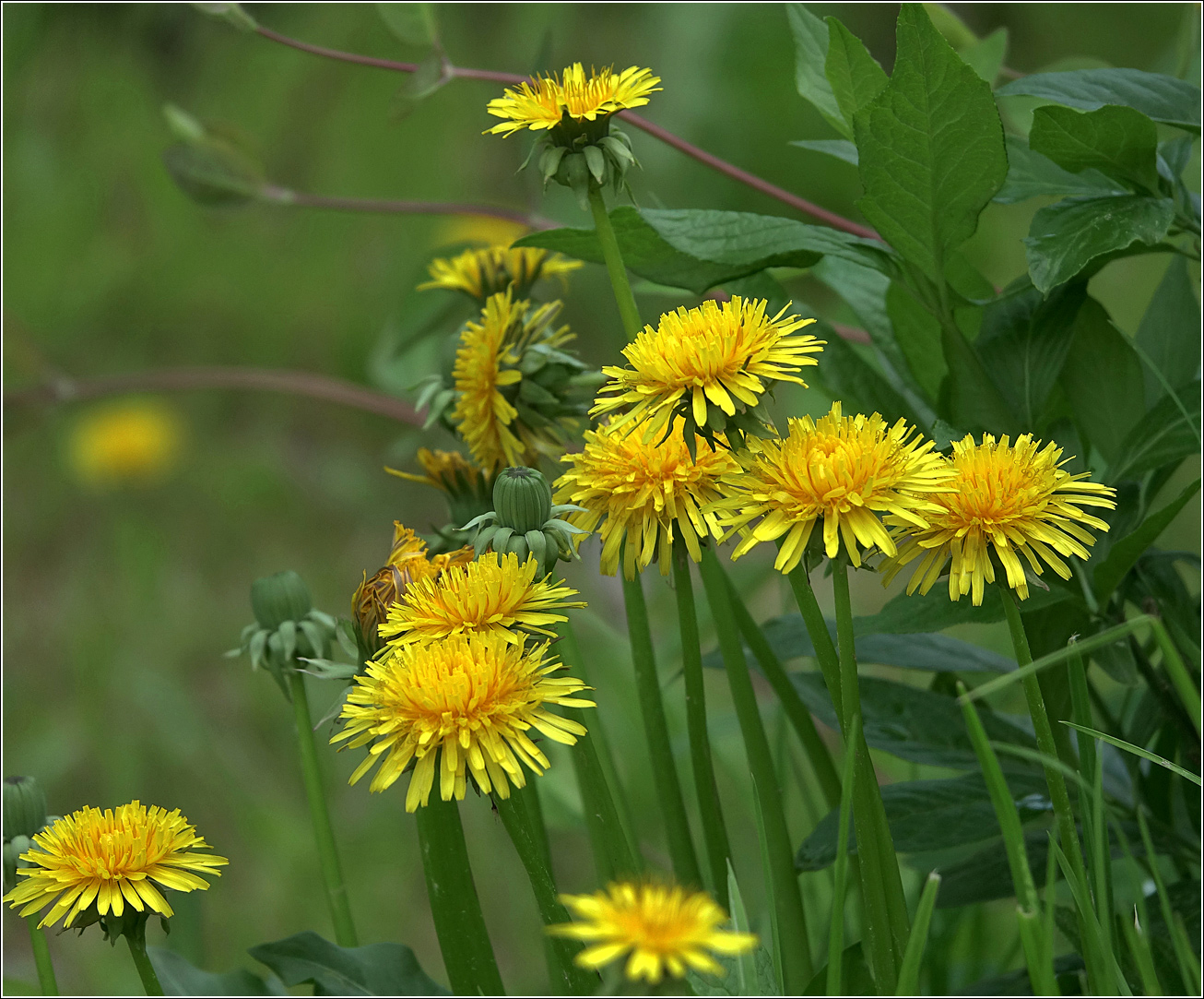 Image of Taraxacum officinale specimen.