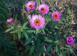 Symphyotrichum novae-angliae