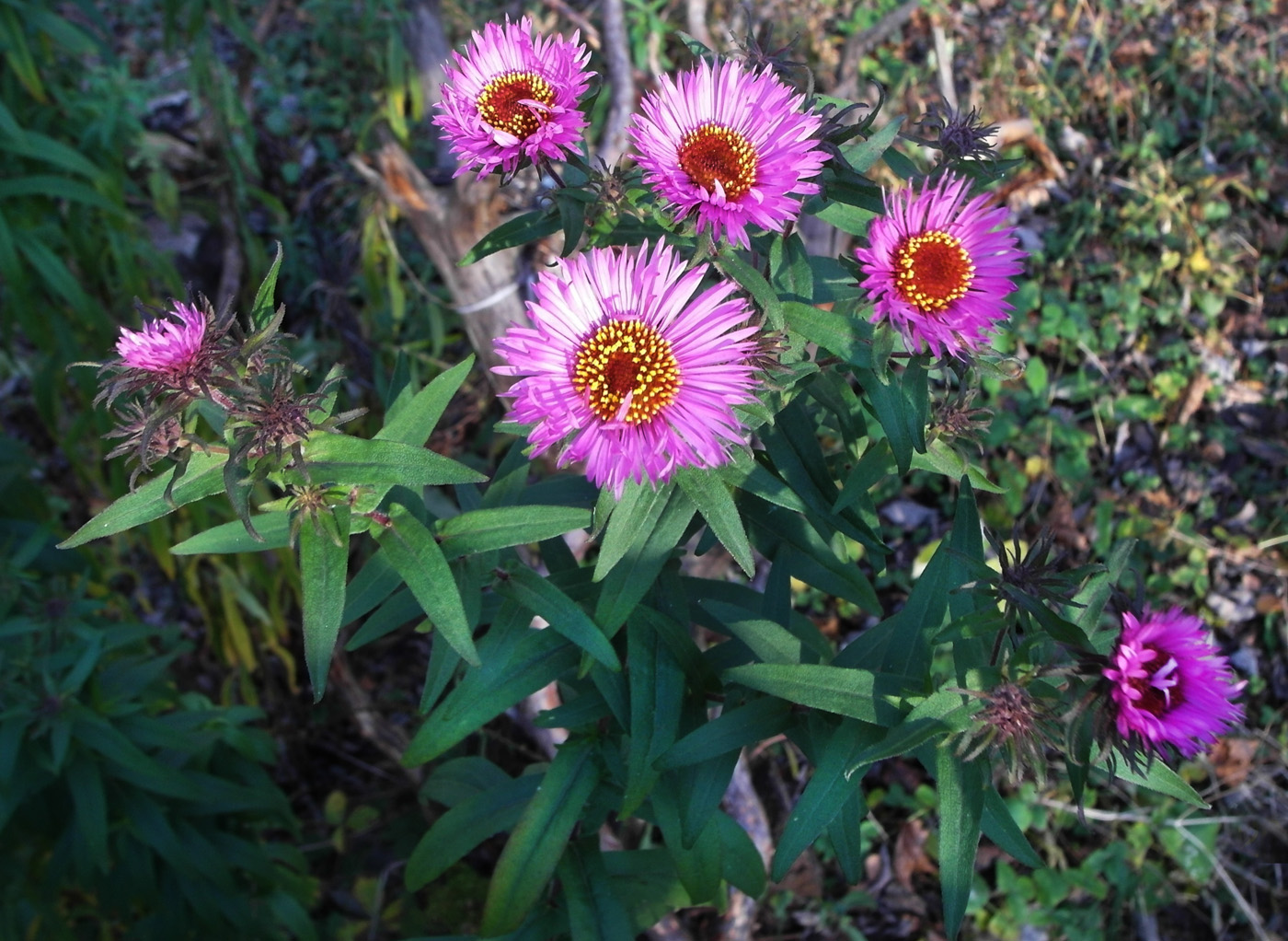 Image of Symphyotrichum novae-angliae specimen.