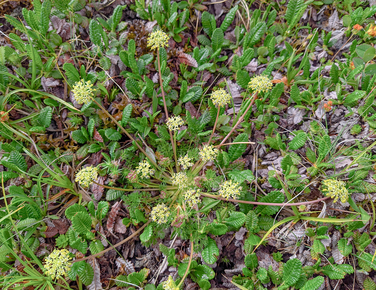 Image of Chamaesciadium acaule specimen.