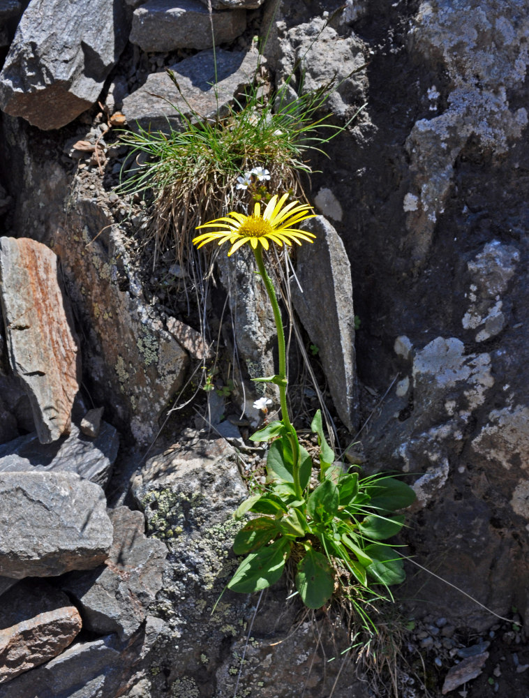 Image of Doronicum altaicum specimen.