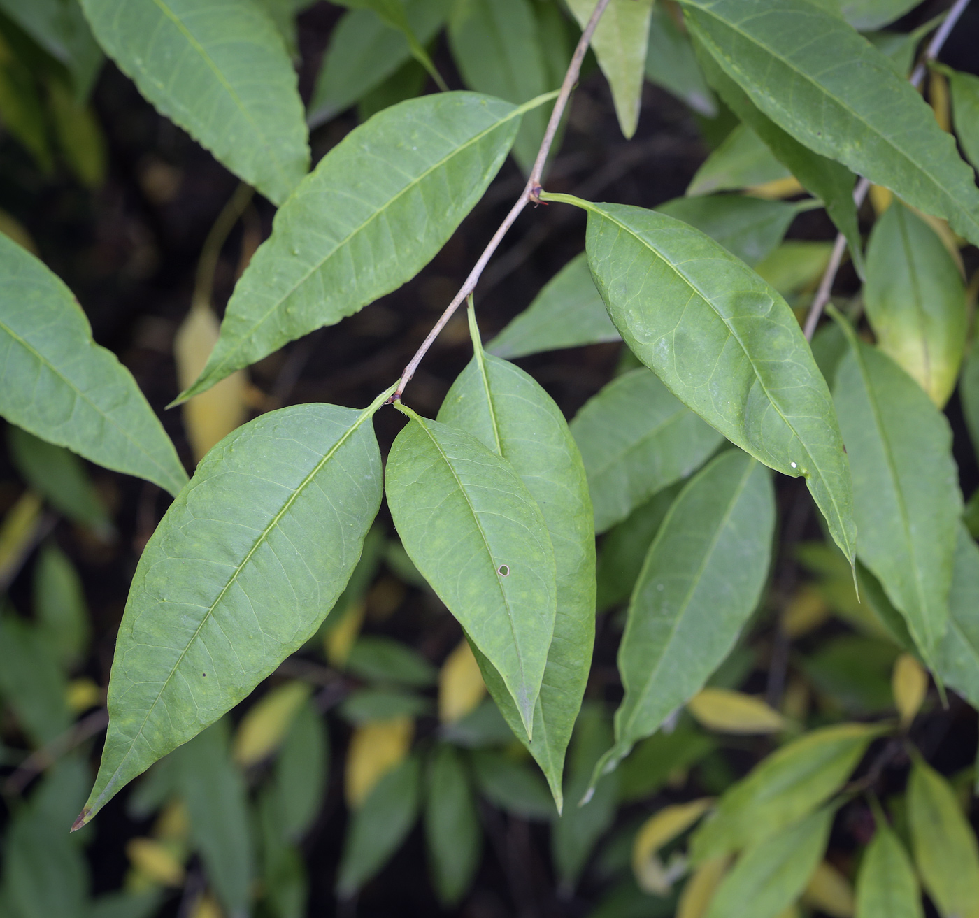 Изображение особи Prinsepia sinensis.