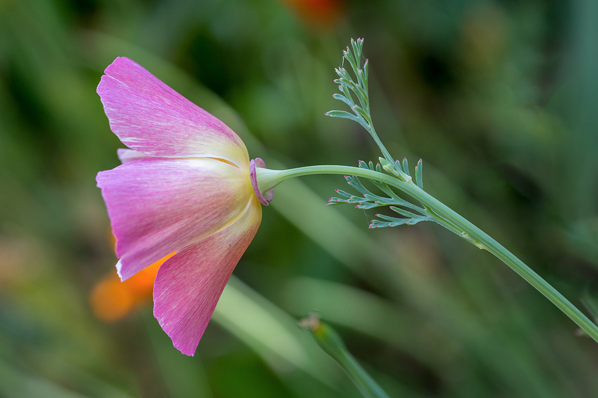 Изображение особи Eschscholzia californica.