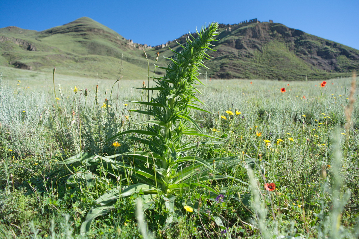 Изображение особи Echium biebersteinii.