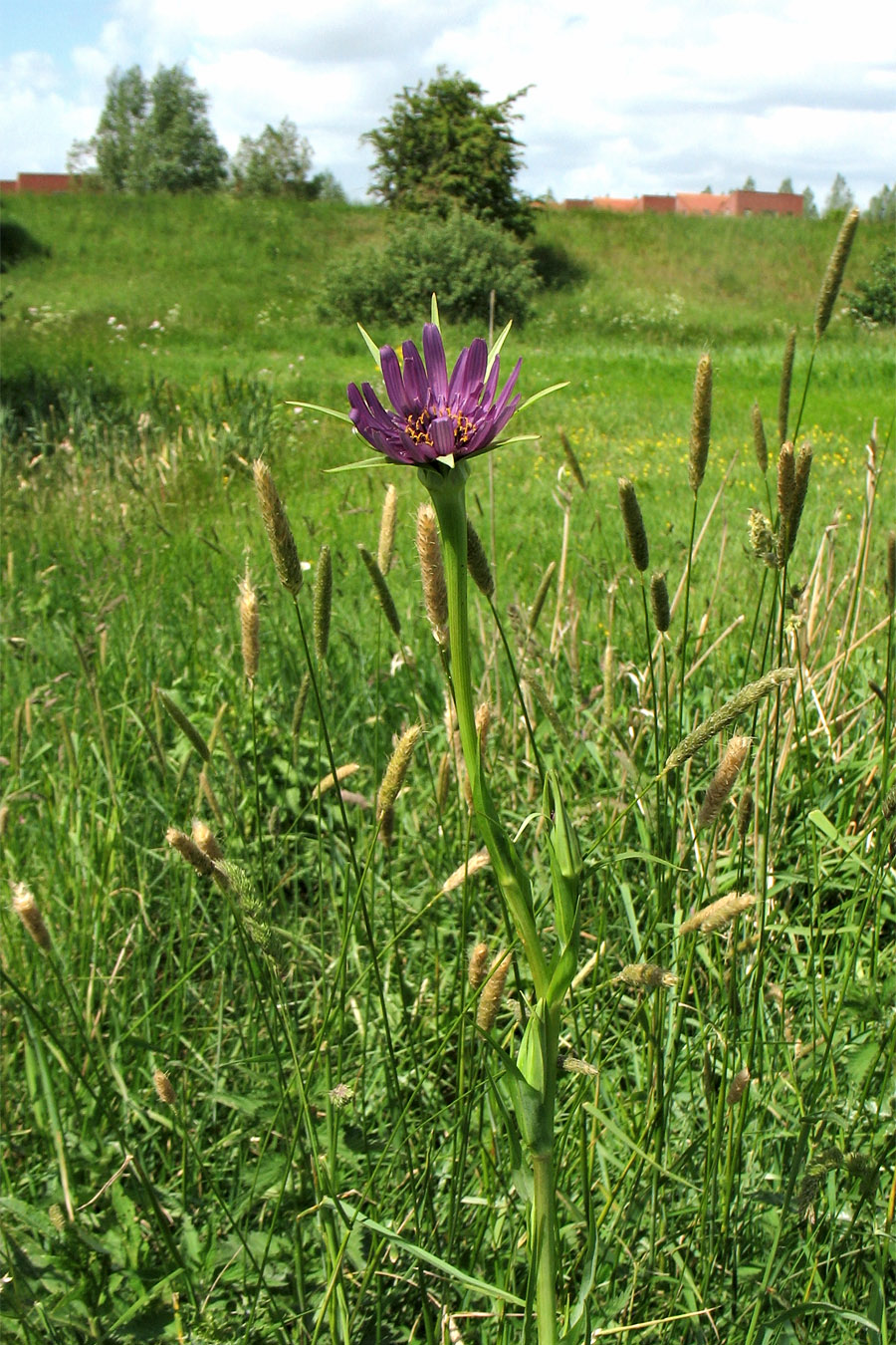 Изображение особи Tragopogon porrifolius.