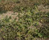 Xanthium orientale