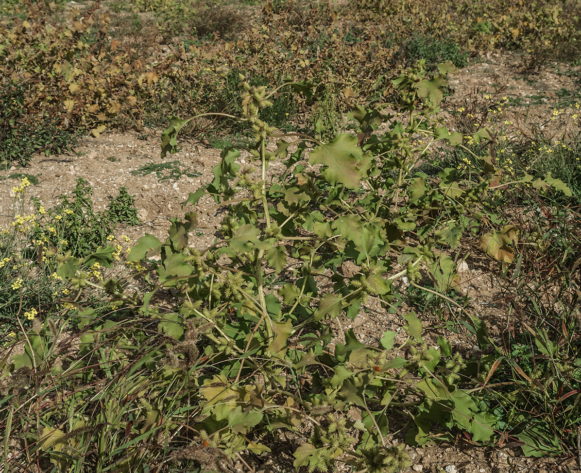 Image of Xanthium orientale specimen.