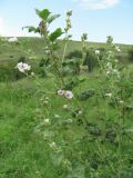 Althaea armeniaca. Верхушка цветущего растения. Северная Осетия, Кировский р-н, окр. с. Карджин, степь. 08.07.2021.