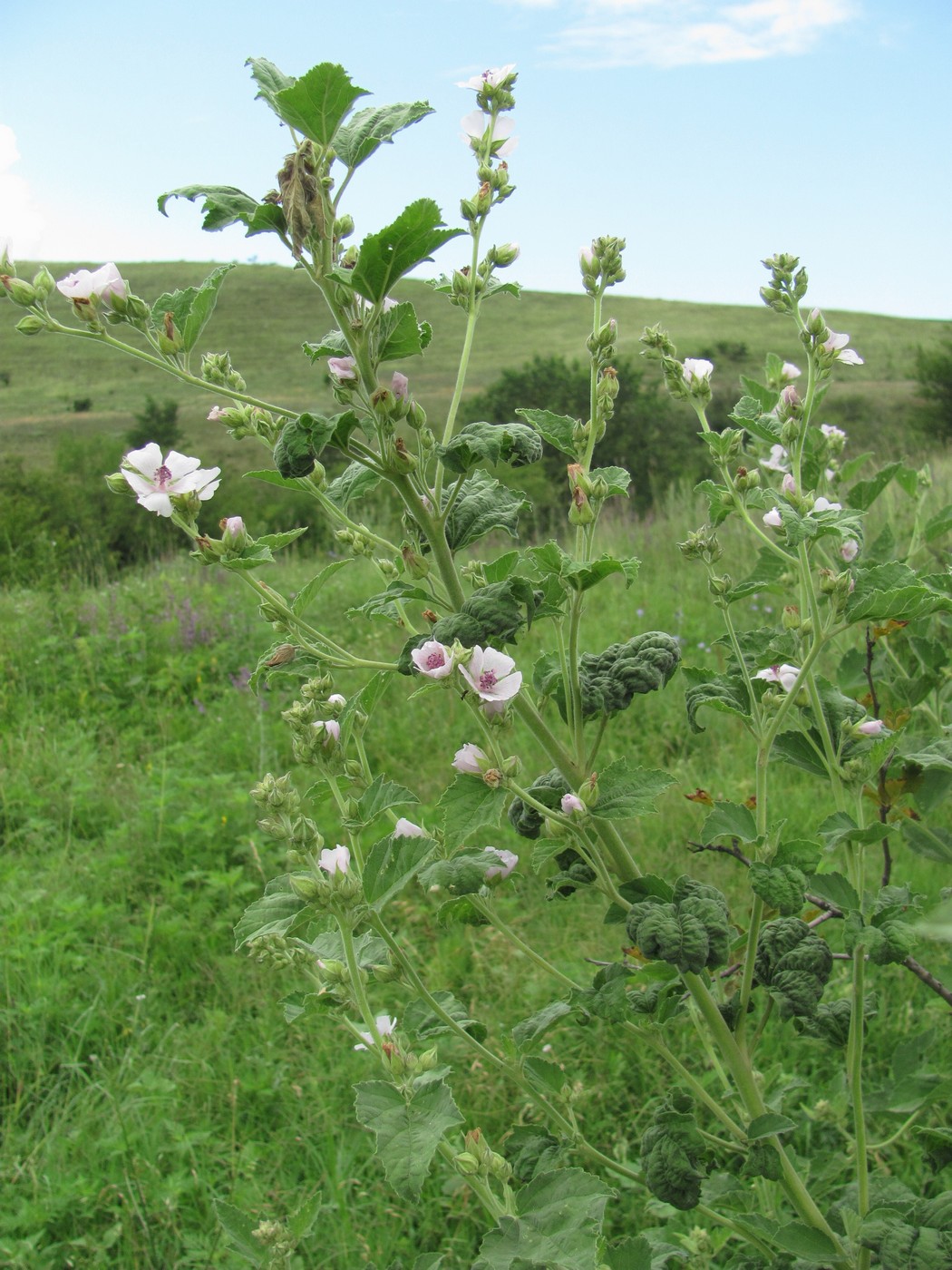 Image of Althaea armeniaca specimen.