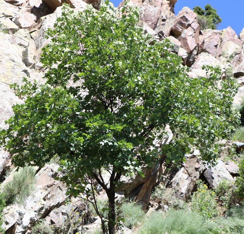 Image of Acer ibericum specimen.
