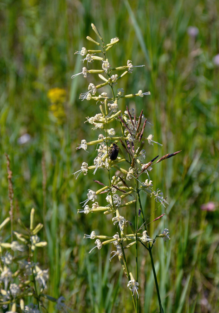 Image of Silene multiflora specimen.