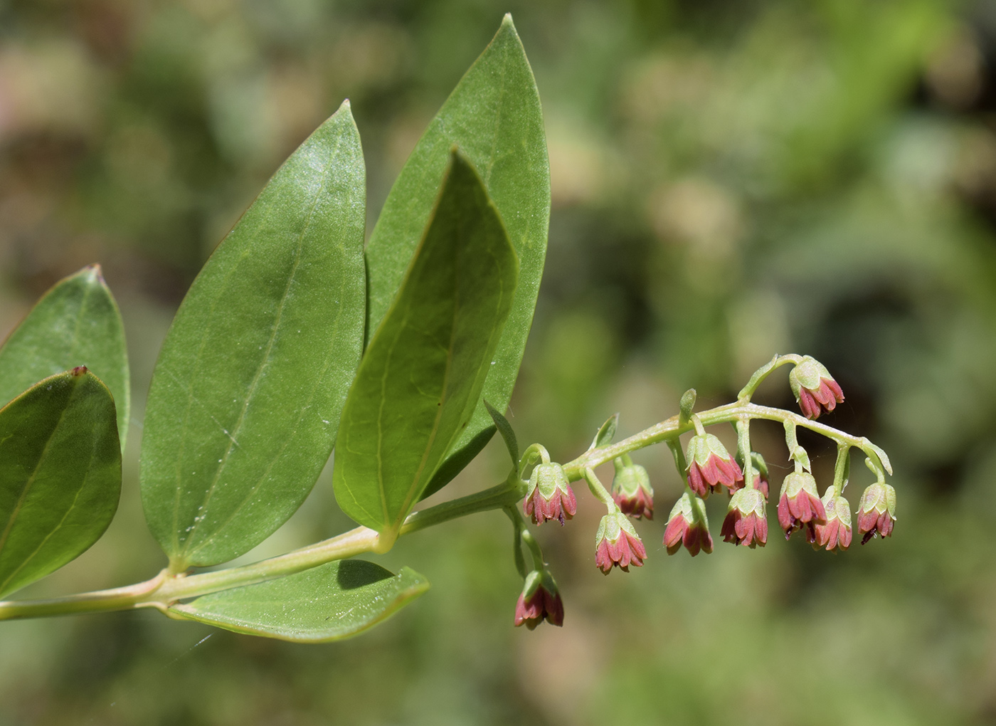 Image of Coriaria myrtifolia specimen.