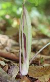 Arum amoenum