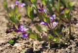 Polygala japonica. Цветущее растение. Приморский край, Ханкайский р-н, окр. с. Комиссарово, распаханный участок луга. 20.05.2022.