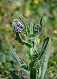 Cynoglossum creticum