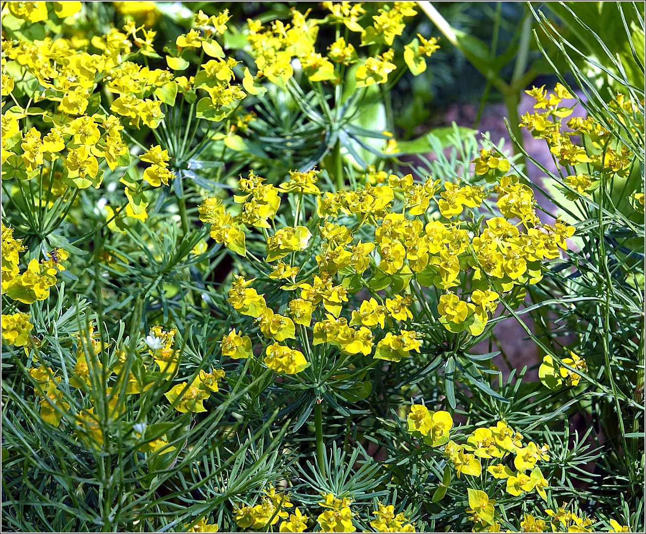 Image of Euphorbia cyparissias specimen.