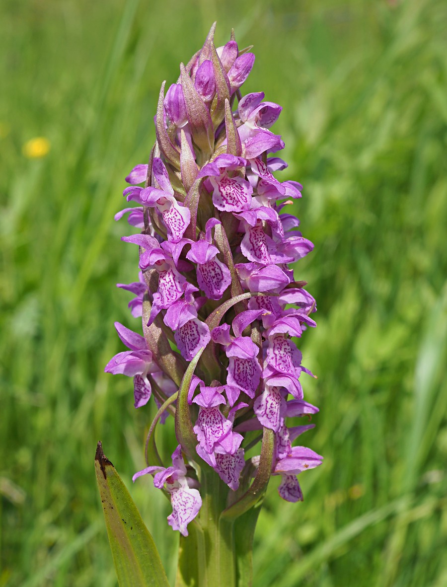 Изображение особи Dactylorhiza incarnata.