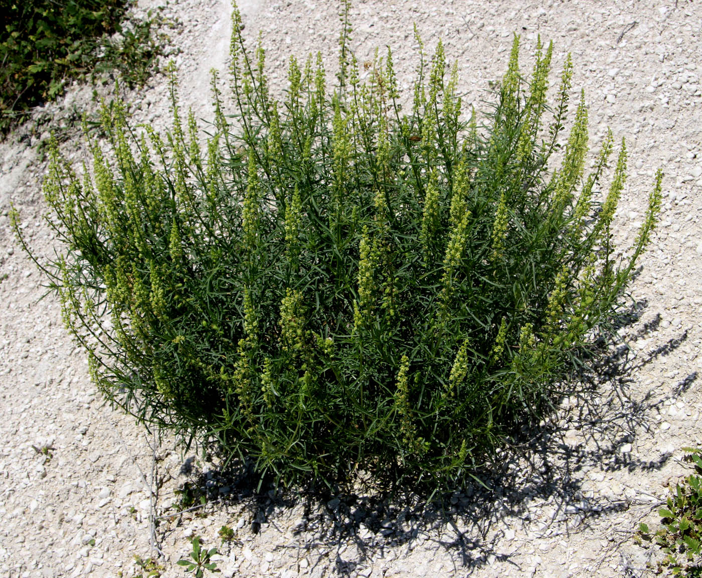 Image of Reseda lutea specimen.