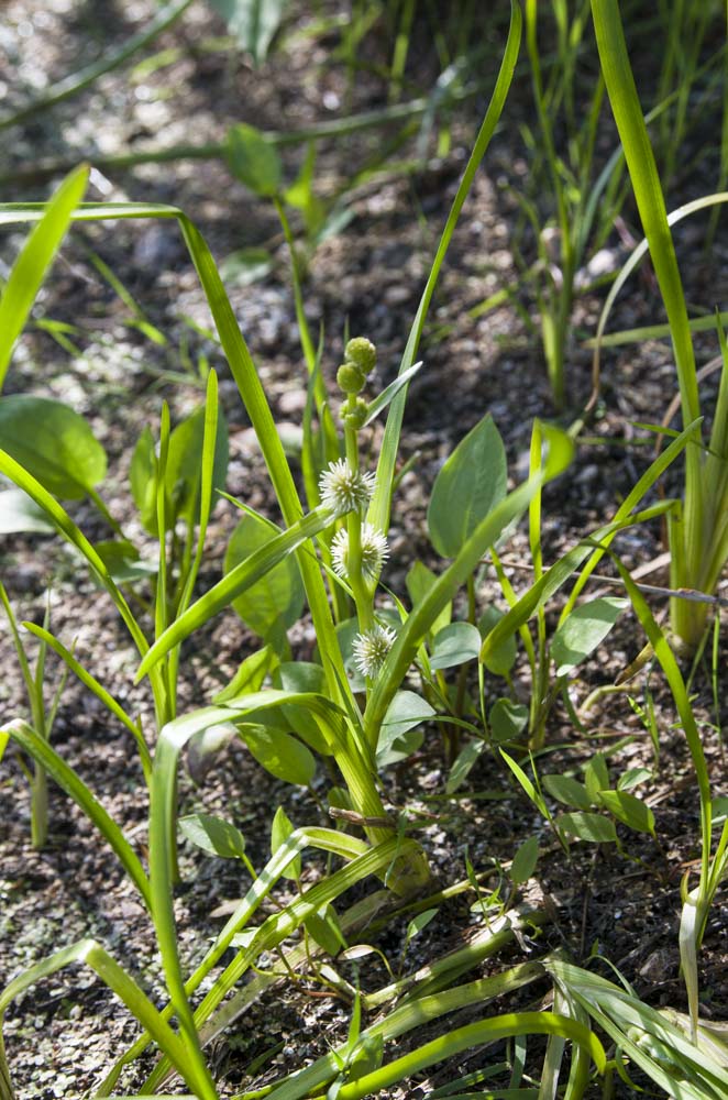 Изображение особи Sparganium emersum.