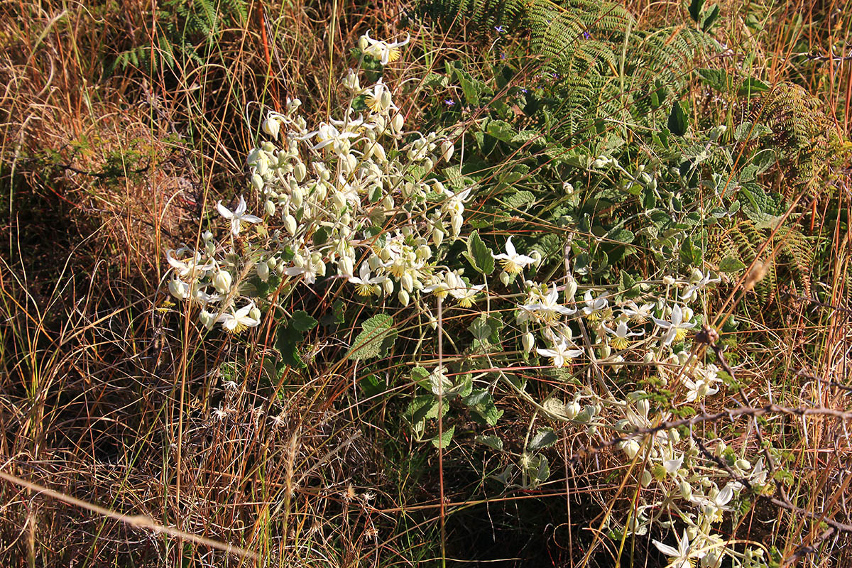 Image of Clematis hirsuta specimen.