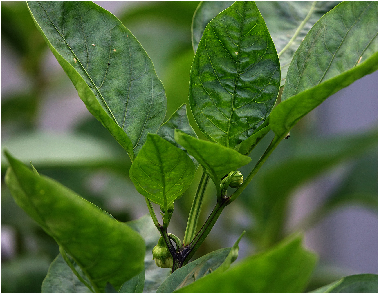 Изображение особи Capsicum annuum.