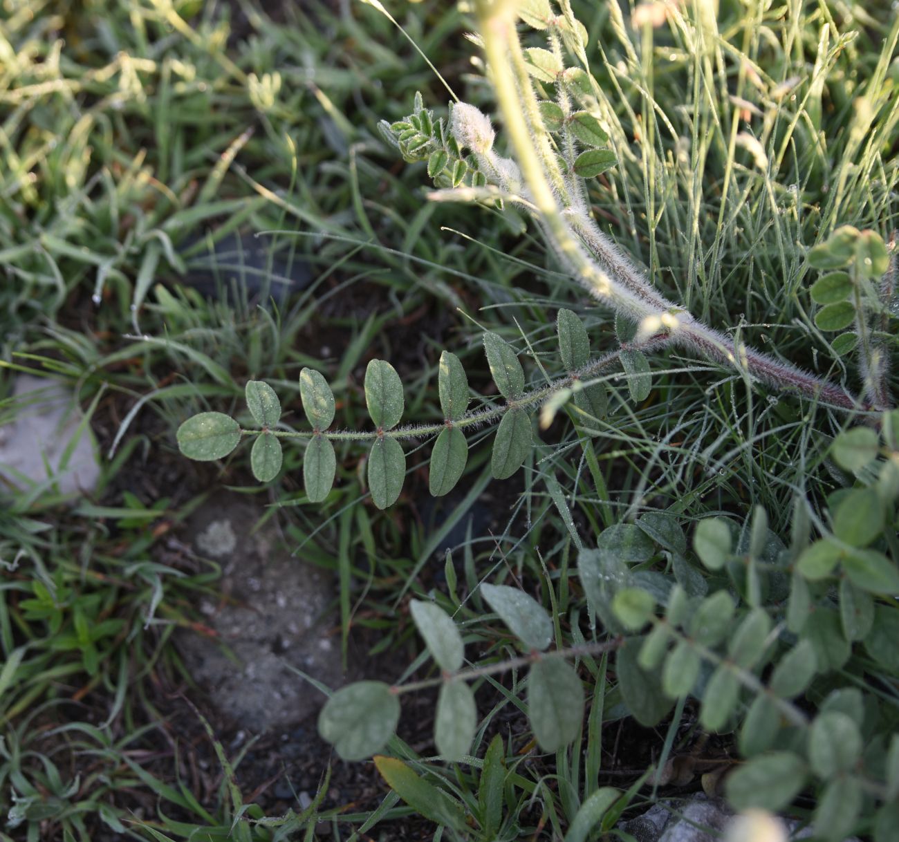 Image of Onobrychis vassilczenkoi specimen.