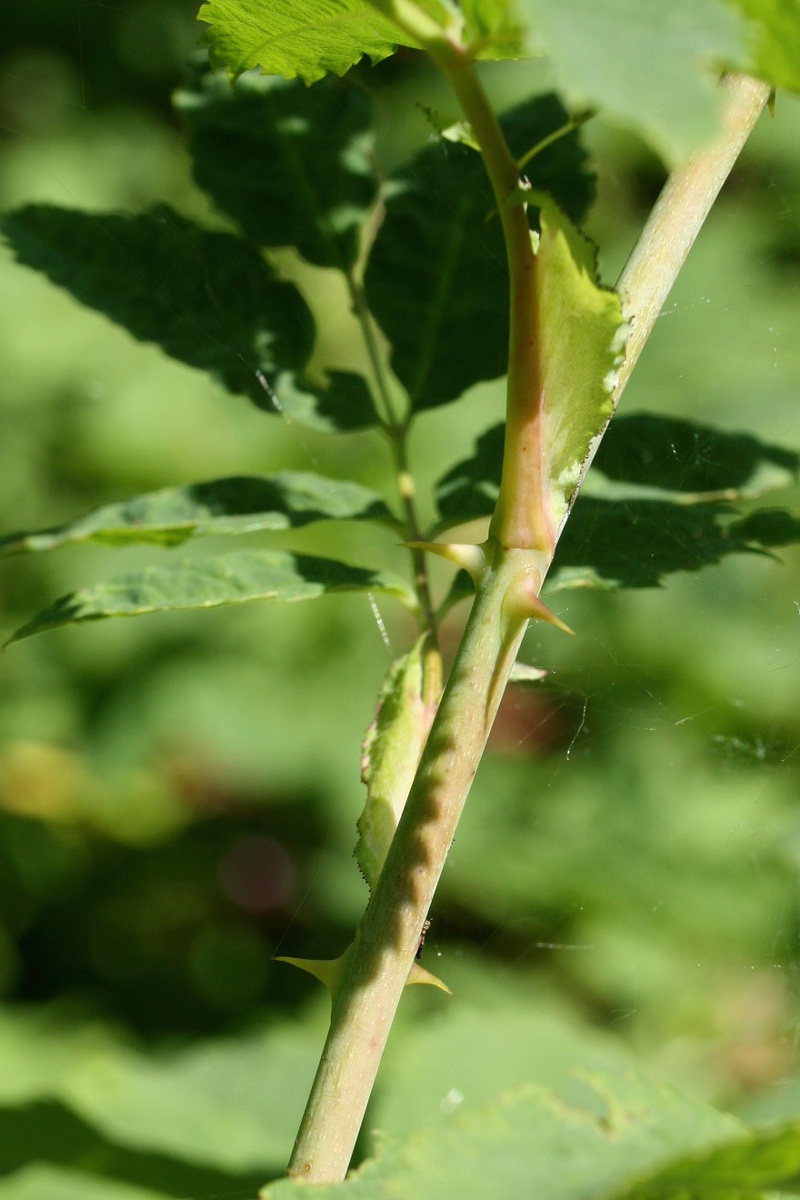 Изображение особи Rosa glabrifolia.