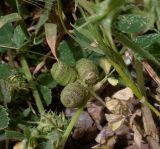 Medicago turbinata